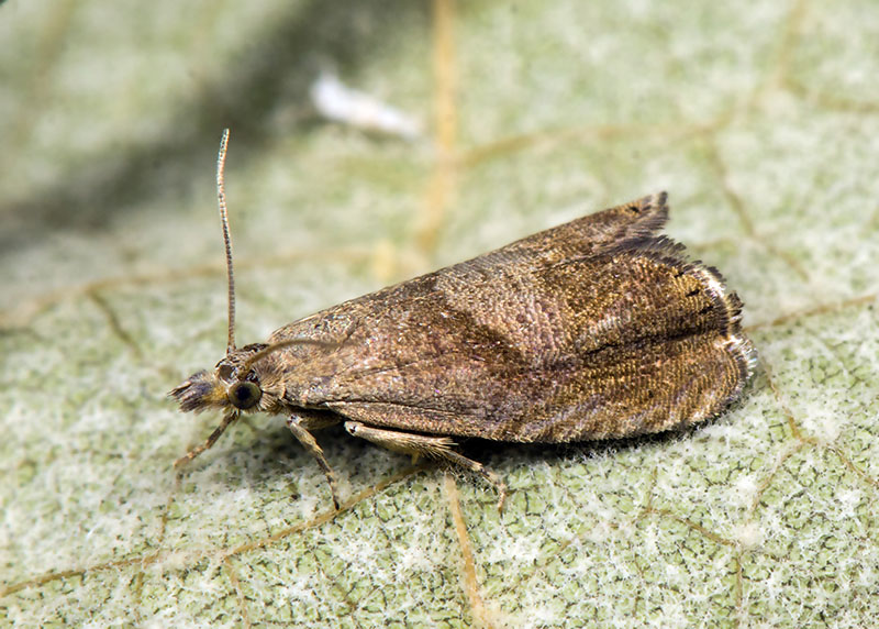 Tortricidae: Dichrorampha acuminatana (cfr)